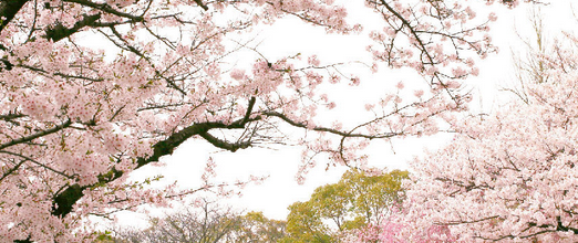  日本本州舒心六日游