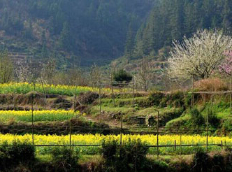 至尊黄山—（福建自组） 黄山风光、宏村古村落、棠樾牌坊群、乐享温泉五星奢华纯玩三日游